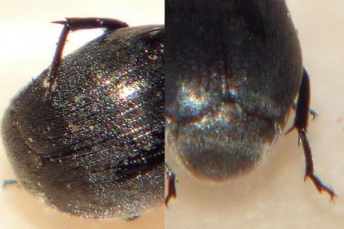 Réf. 244 618 : Spermophagus sp.
